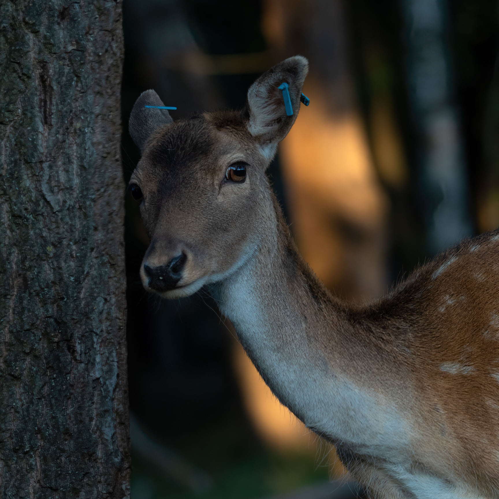 Mehr über den Artikel erfahren Sonntagsmusiken