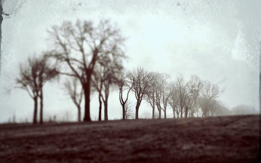 Leben im Nebel. Foto: Hufner