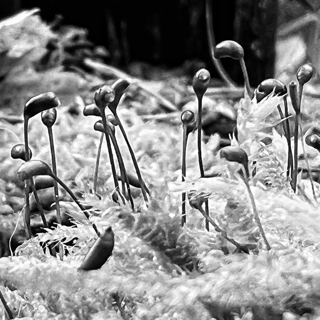 noten biologisch. Foto Hufner