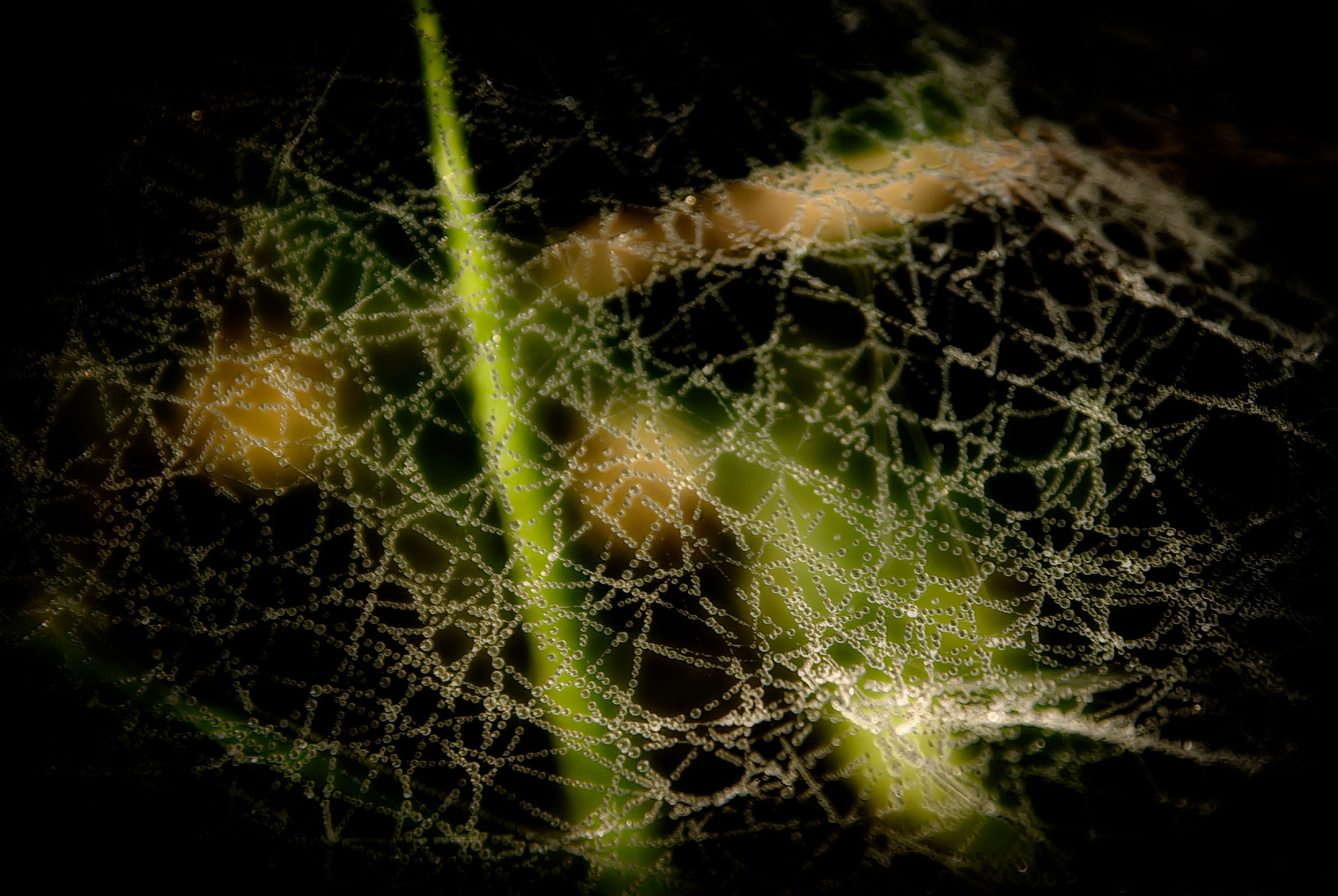 Mehr über den Artikel erfahren Charlotte Seither steigt aus dem Aufsichtsrat der GEMA aus