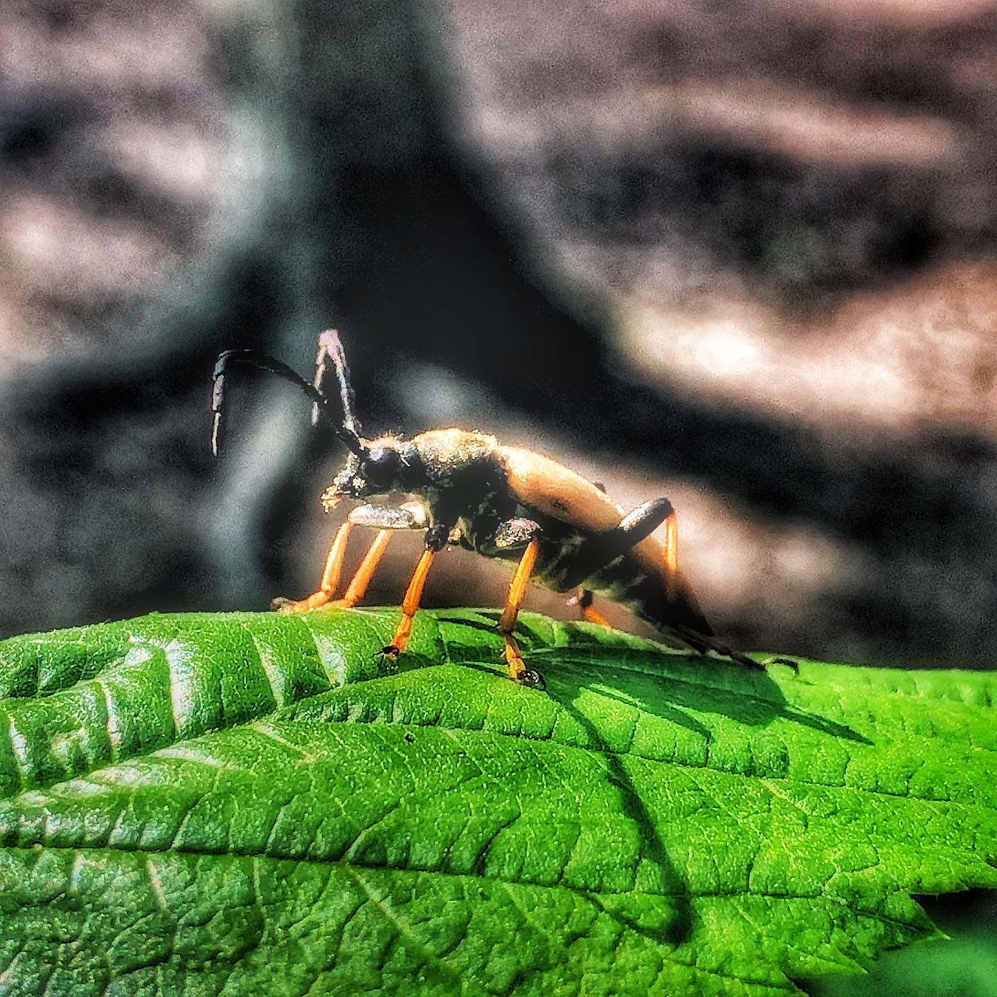 Mehr über den Artikel erfahren Wolfram Weimer als Apologet des Muffs